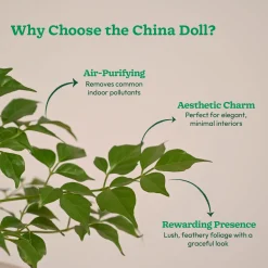 China Doll Plant (4 inch)