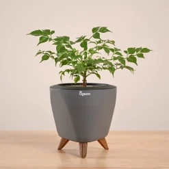 China Doll Plant (4 inch)