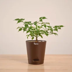 China Doll Plant (4 inch)
