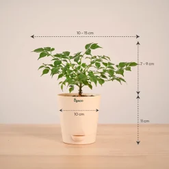 China Doll Plant (4 inch)
