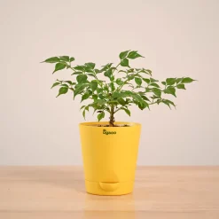 China Doll Plant (4 inch)