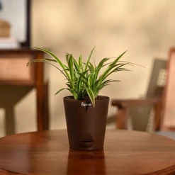 Chlorophytum Spider Plant