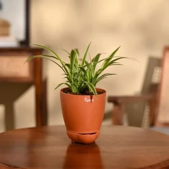 Chlorophytum Spider Plant