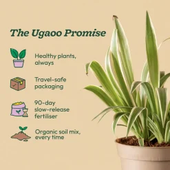 Chlorophytum Spider Plant