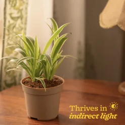 Chlorophytum Spider Plant