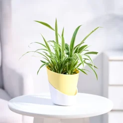 Chlorophytum Spider Plant