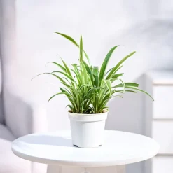 Chlorophytum Spider Plant
