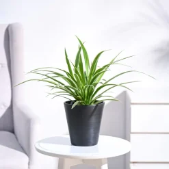 Chlorophytum Spider Plant