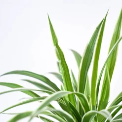 Chlorophytum Spider Plant