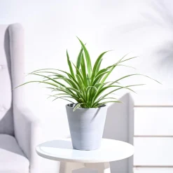 Chlorophytum Spider Plant