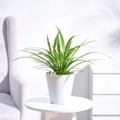 Chlorophytum Spider Plant