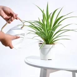 Chlorophytum Spider Plant