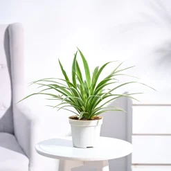 Chlorophytum Spider Plant