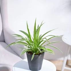 Chlorophytum Spider Plant