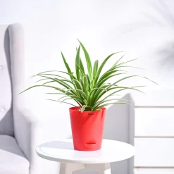 Chlorophytum Spider Plant