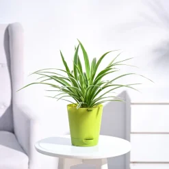 Chlorophytum Spider Plant