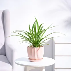 Chlorophytum Spider Plant