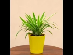 Chlorophytum Spider Plant