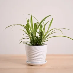 Chlorophytum Spider Plant