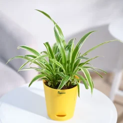 Chlorophytum Spider Plant