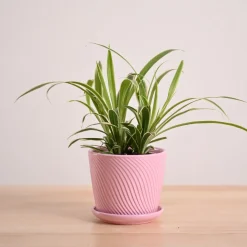 Chlorophytum Spider Plant