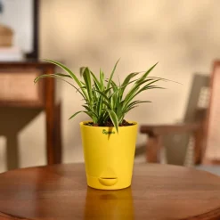 Chlorophytum Spider Plant