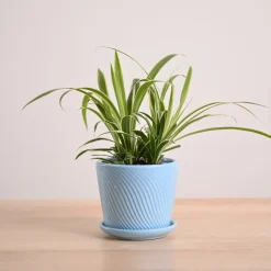 Chlorophytum Spider Plant