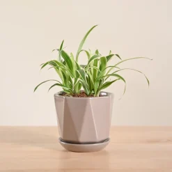 Chlorophytum Spider Plant