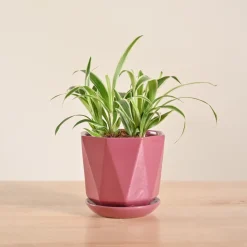 Chlorophytum Spider Plant