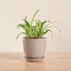 Chlorophytum Spider Plant