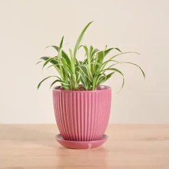 Chlorophytum Spider Plant