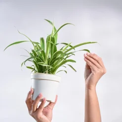 Chlorophytum Spider Plant