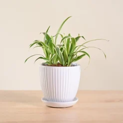 Chlorophytum Spider Plant