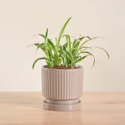 Chlorophytum Spider Plant