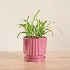 Chlorophytum Spider Plant