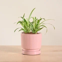 Chlorophytum Spider Plant