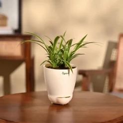 Chlorophytum Spider Plant