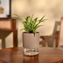 Chlorophytum Spider Plant