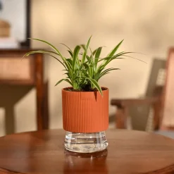 Chlorophytum Spider Plant