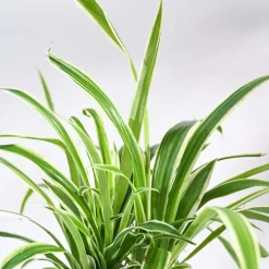 Chlorophytum Spider Plant