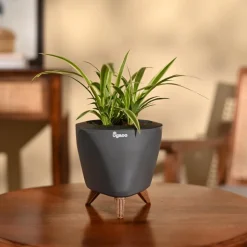 Chlorophytum Spider Plant