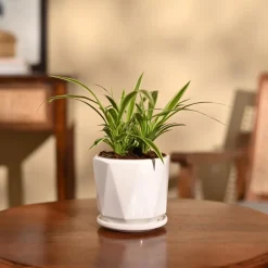 Chlorophytum Spider Plant
