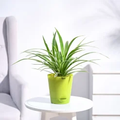 Chlorophytum Spider Plant