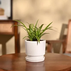 Chlorophytum Spider Plant