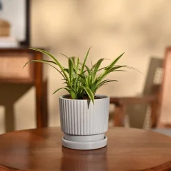 Chlorophytum Spider Plant