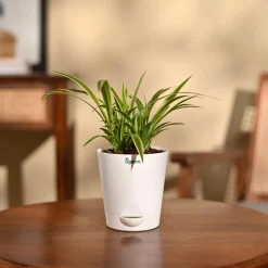 Chlorophytum Spider Plant