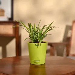 Chlorophytum Spider Plant