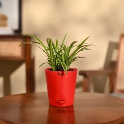 Chlorophytum Spider Plant