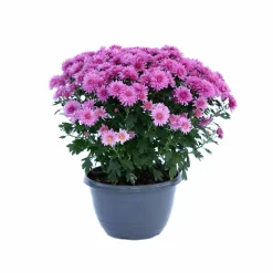 Chrysanthemum Mix Seeds