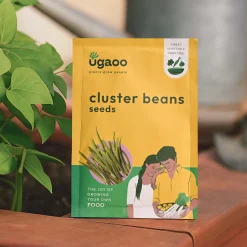 Cluster Beans Seeds